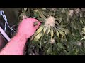 8 Weeks of Flower! An Update Video!