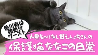 【多頭飼育崩壊のお家からレスキュー】保護猫ななこの甘えん坊な日常💕【香川県は殺処分ワースト】