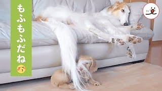 お昼寝したいボルゾイ犬と遊びたいダックス子犬😂【PECO TV】