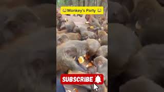 बन्स पर बंदर का हमला|Monkey funny short|funny shorts #animalshorts  funnyshorts  #shorts #shortviral