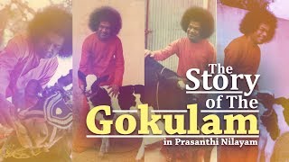 The Story of the Sri Sathya Sai Gokulam in Prasanthi Nilayam | Prasanthi Chronicles - 7