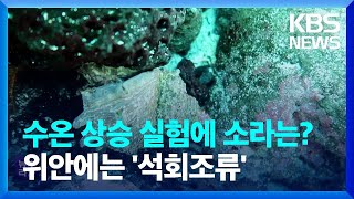 수온 상승 실험에 소라는?…위안에는 ‘석회조류’ / KBS  2022.11.23.