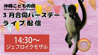 動物イベント★ライブ配信【3月合同バースデー＊ジェフロイクモザル 】CELEBRATING MARCH BIRTHDAY! ~Geoffroy’s Spider Monkey