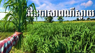 ស្មៅបំពនទឹកដោះល្អសំរាប់​ចិញ្ចឹម​គោ​យកកូន