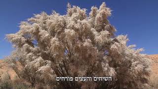 הילחם או ברח - צמחי מדבר