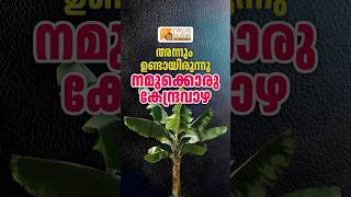 അന്നും ഉണ്ടായിരുന്നു നമുക്കൊരു കേന്ദ്രവാഴ! Alphonse Kannanthanam | BJP Keralam | Kerala Floods 2018