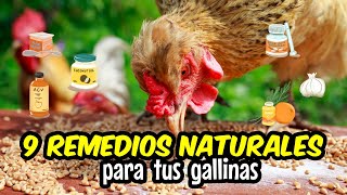 9 Remedios naturales para tus gallinas 🐔