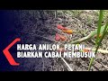 Harga Anjlok, Petani Biarkan Cabai Membusuk