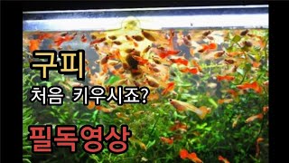 어항의 상태로 보는 구피의 폭번만들기