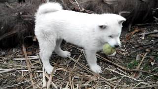 Kishu dog Hatsu for 75 days.mp4