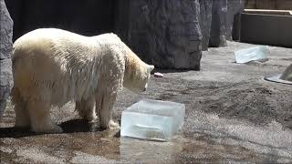 2018年7月24日　旭山動物園　ホッキョクグマ　氷には興味のないルルとピリカ