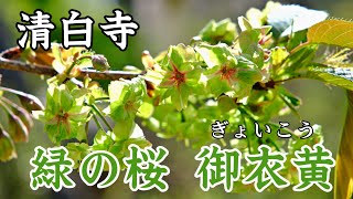 珍しい🍀緑の桜・御衣黄（ぎょいこう）清白寺 2024 | Green cherry blossoms｜桜スポット