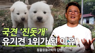 천연기념물 제53호 진돗개, 유기견종 1위이다? l 혜윰달, 생각을 비추다