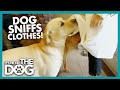 Why Do Dogs Sniff Crotches? | It's Me or the Dog