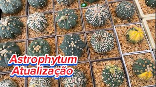 Atualização de Alguns dos Meus Astrophytums🌵