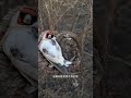 多么可爱的鸟啊 animal animalrescue animallover rescue bird