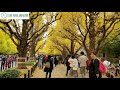 the gingko avenue of meiji jingu gaien park in tokyo japan. recorded on nov 25th 2018.