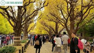 The Gingko Avenue of Meiji Jingu Gaien Park in Tokyo, Japan. Recorded on Nov 25th, 2018.