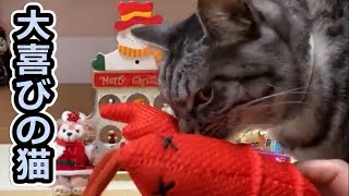 【大喜び🎁のスズ😻】サンタさん🎅来たよ～　わーい😻プレゼント🎁【スズと二人暮らし】