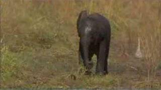 Elephant calf duo