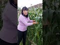 get the best corn harvests ever pro tips for growing sweet corn and pollination hacks gardentips