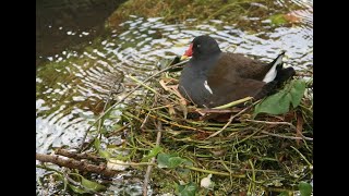 Satoyama Japan's Secret WaterGarden Full Documentary 2017.