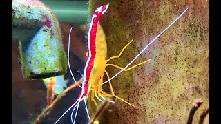 アカシマシラヒゲエビ　Pacific cleaner shrimp　Lysmata amboinensis