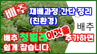 친환경 배추 재배과정 정리 / 배추 청벌레 이것을 추가하면 쉽게 잡습니다