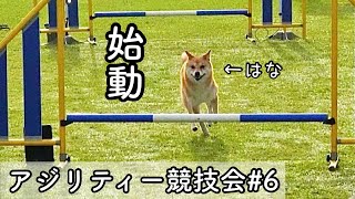 【アジリティー競技会】豆柴姉妹が今シーズン最初の競技会に出場したら…とんでもない結果となりました…