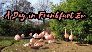 A Day in Frankfurt Zoo