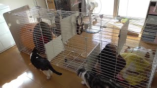 キャットケージを倒す猫　【ねこ cat】