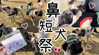 鼻短犬祭🐽2023♥️クリパ🎄初参戦しました🐷#pug #犬のいる暮らし #パグ #わんこ #鼻ぺちゃ #ドッグラン