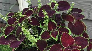 Propagating Coleus from cuttings, growing coleus, shade plant, indoor gardening