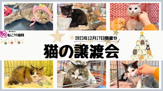 猫の譲渡会【2023年12月17日】総勢22匹😺ピーツー会場から🍀ねこ99福岡の里親募集