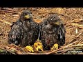 decorah north eagles ~ update on dn18 dadbrella tries to shelter babies dn17 swallows fish 4.28.24