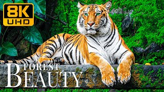 Forest Beauty 8K UHD 🐅 Majestic Predators And Calm Resonance Music