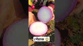 আমাদের মাঠের পেঁয়াজ😱 Onion harvesting from farmers and cutting very fresh #shorts #trending #video