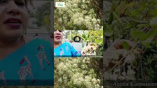 எங்கள் மொட்டை மாடி தோட்டத்தில் மருதாணி பூ | Anitha Pushpavanam Kuppusamy Terrace Garden Vlog