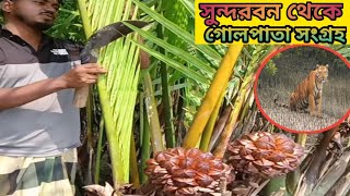 সুন্দরবন থেকে গোলপাতা সংগ্রহ করে কিভাবে দেখুন||Collection of Golpata from Sundarbans||😱😱#sundarban