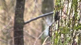 ゴジュウカラ.European Nuthatch【野鳥】