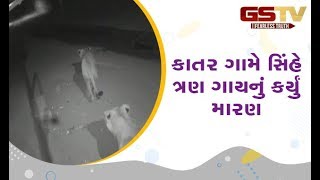 Rajula ના કાતર ગામે સિંહે ત્રણ ગાયનું કર્યું મારણ | Gstv Gujarati News