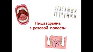 Пищеварение в ротовой полости