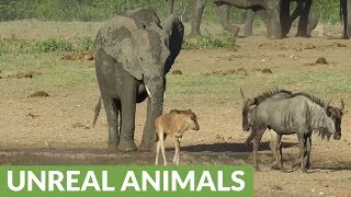 Cheeky Elephant chases animals from \