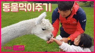 동물먹이주기 체험 | 동물농장 알파카 양 말 돼지 닭 당나귀 glenorchy animal experience ... [ 예니튜브 YENI TUBE ]