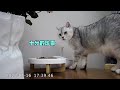 猫咪太黏人吃饭都要陪 不陪会绝食吗