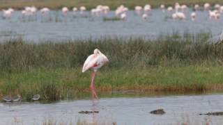 オオフラミンゴ　Greater Flamingo