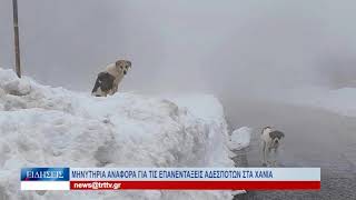 Βόλος Μηνυτήρια αναφορά για τις επανεντάξεις αδεσπότων στα Χάνια 140225