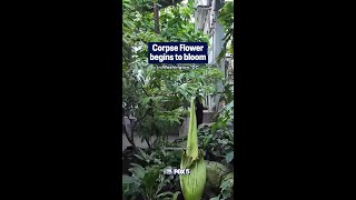 Corpse Flower Begins To Bloom
