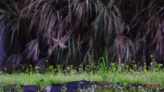 20221229紅隼進食飛翔 Common Kestrel Flying