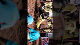 PALAMEDU | JALLIKATTU | 2023 l